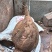 血地胆