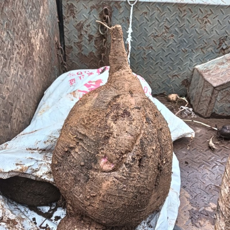 血地胆