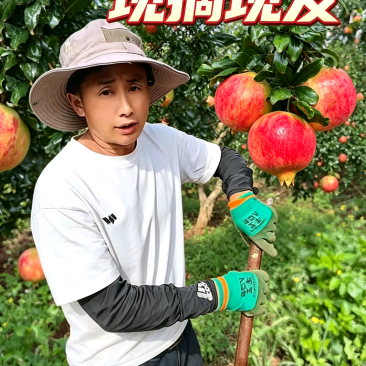四川凉山会东铁柳镇软仔石榴