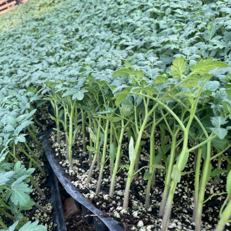 紫丑紫罗兰紫元帅西红柿苗紫丑柿子品种紫气东来番茄苗