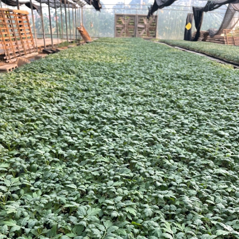 紫丑紫罗兰紫元帅西红柿苗紫丑柿子品种紫气东来番茄苗
