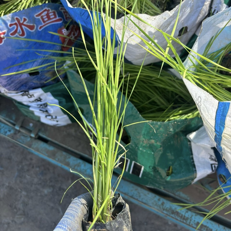 香蒲小香蒲容器苗基地直发保质保量量大可优惠