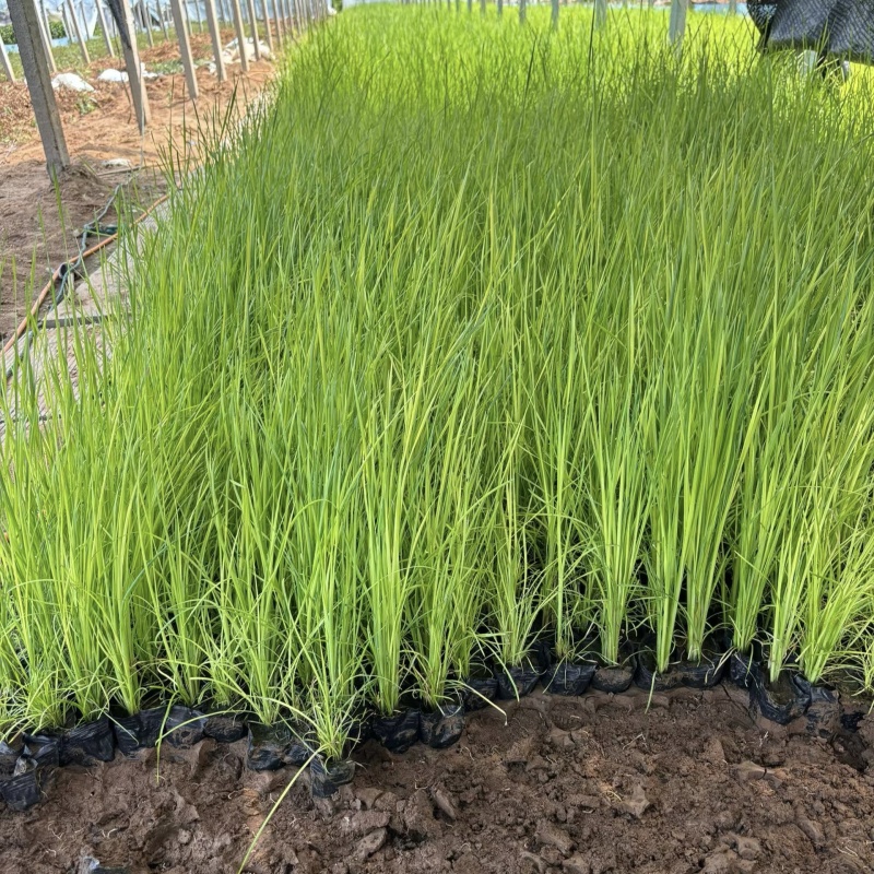 香蒲小香蒲容器苗基地直发保质保量量大可优惠
