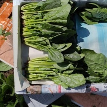 内蒙菠菜大量有货价格便宜，红根高杆，黑苗