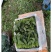 内蒙菠菜大量有货价格便宜，红根高杆，黑苗
