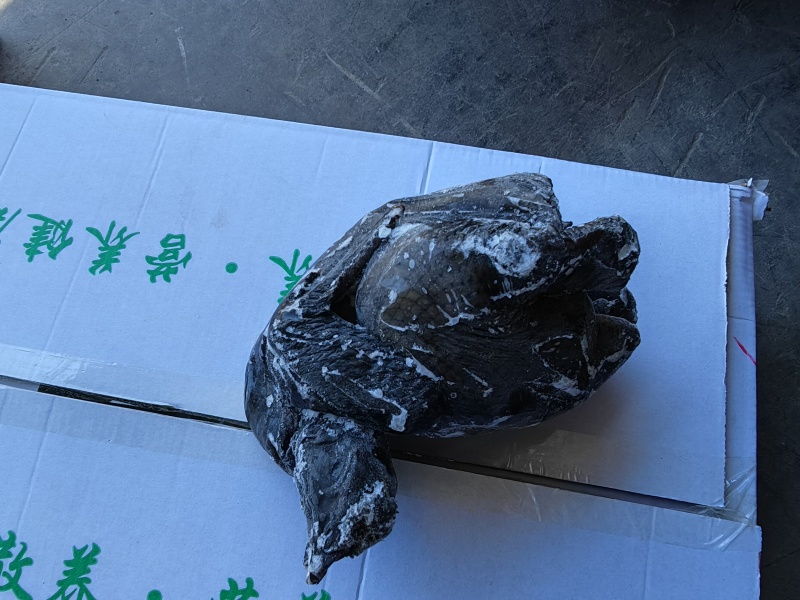 乌鸡乌骨鸡乌鸡白条纯干无水乌鸡冻品乌鸡