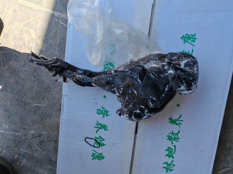 乌鸡乌骨鸡乌鸡白条纯干无水乌鸡冻品乌鸡