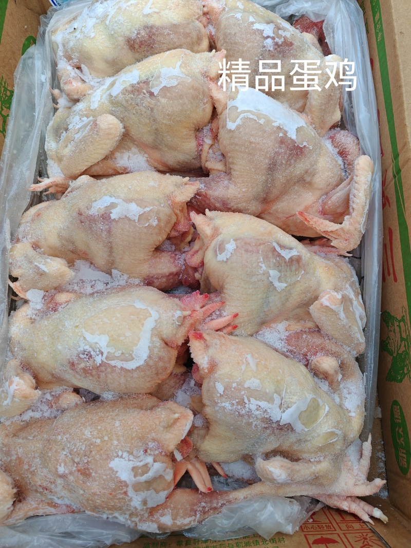 二级蛋鸡鲜蛋鸡白条蛋鸡长期有货各品种