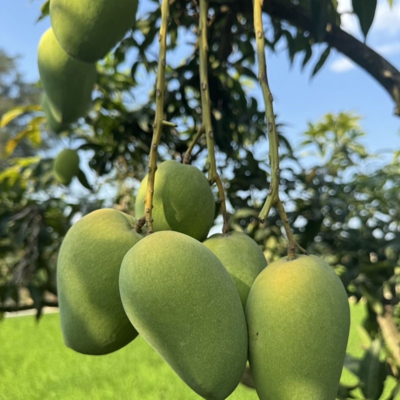广西台农芒果大量上市中支持线上线下一件代发
