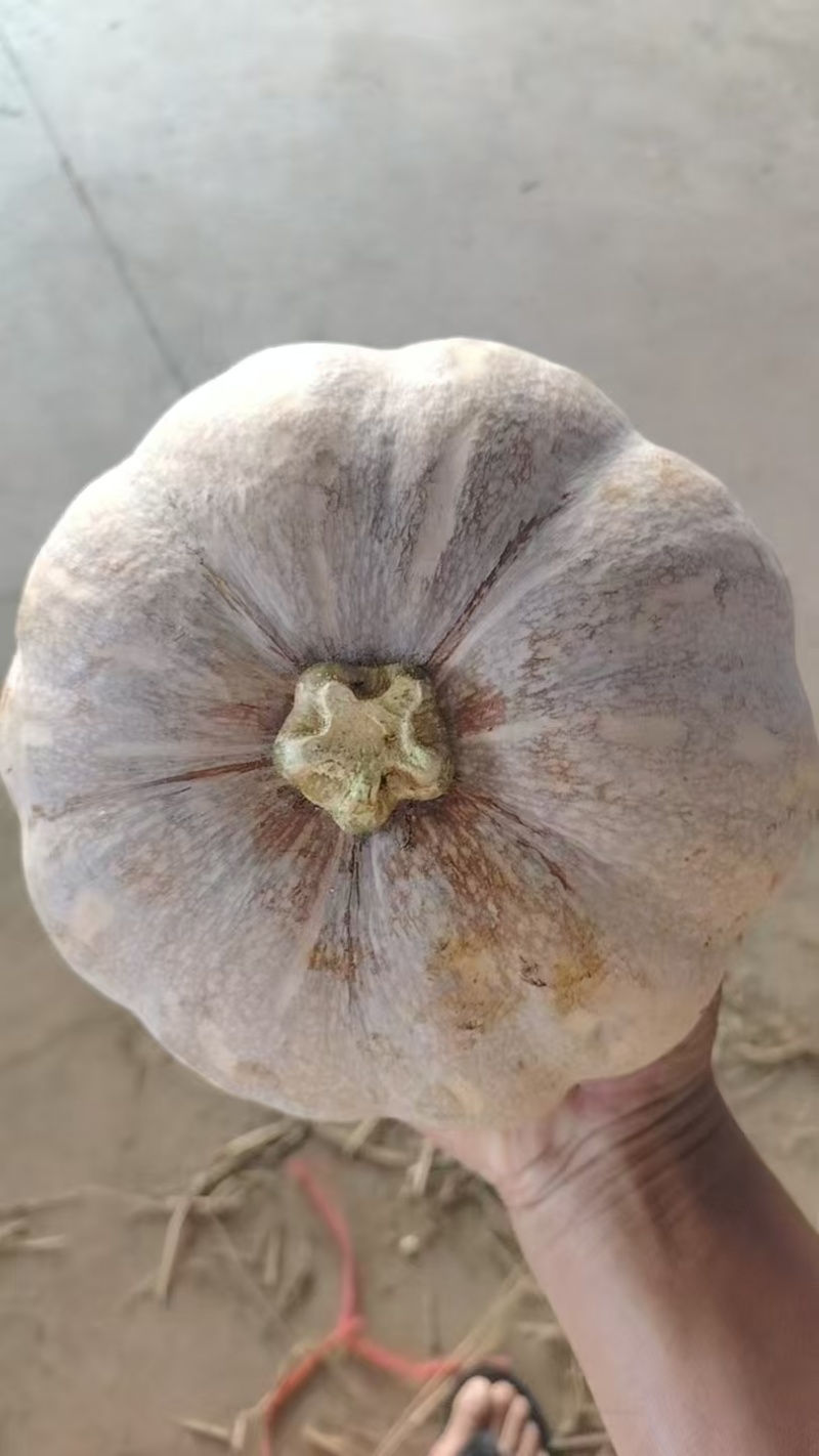 湖北盘龙南瓜现货批发粉糯香甜耐储运产地直供量大价优