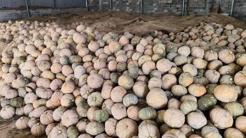 湖北盘龙南瓜现货批发粉糯香甜耐储运产地直供量大价优