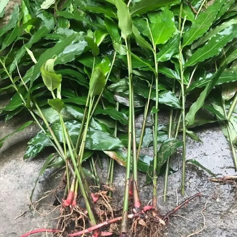 阳春春砂仁苗正宗黄苗仔1000棵