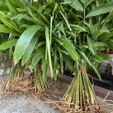 阳春春砂仁苗正宗黄苗仔1000棵