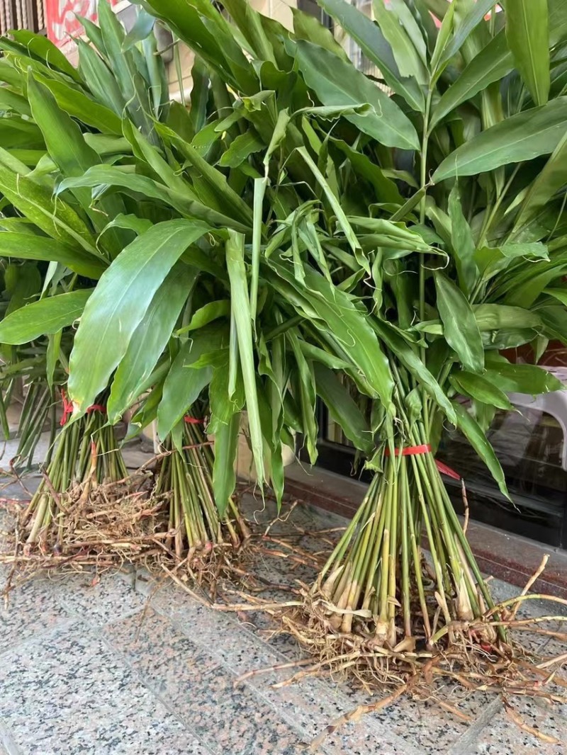 阳春春砂仁苗正宗黄苗仔1000棵