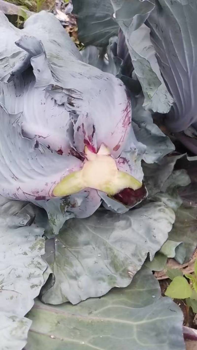 紫甘蓝