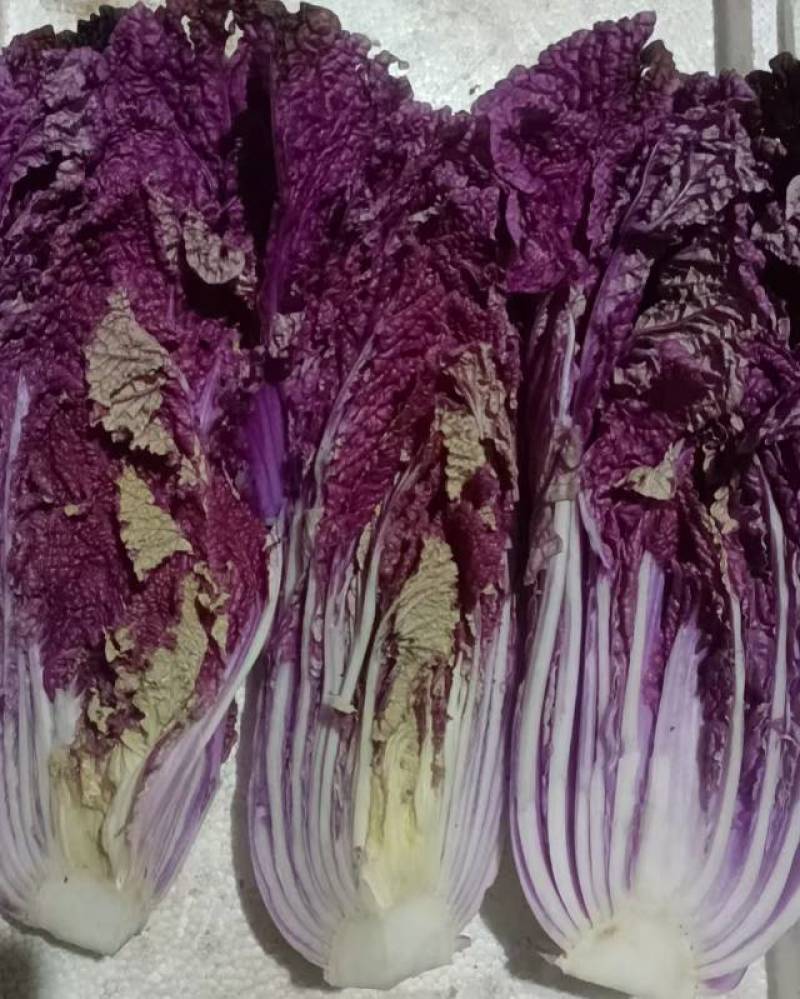 紫白菜