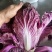 紫白菜