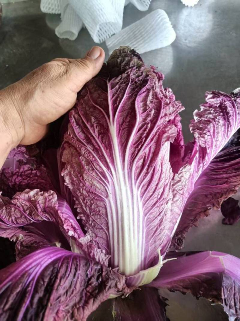 紫白菜