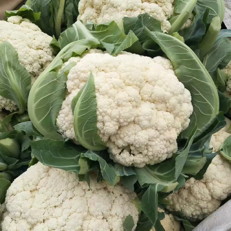 实力代卖代销花菜自营档口你供货我来卖欢迎种植老板来电洽谈