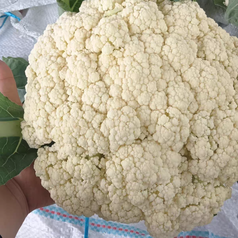 实力代卖代销花菜自营档口你供货我来卖欢迎种植老板来电洽谈