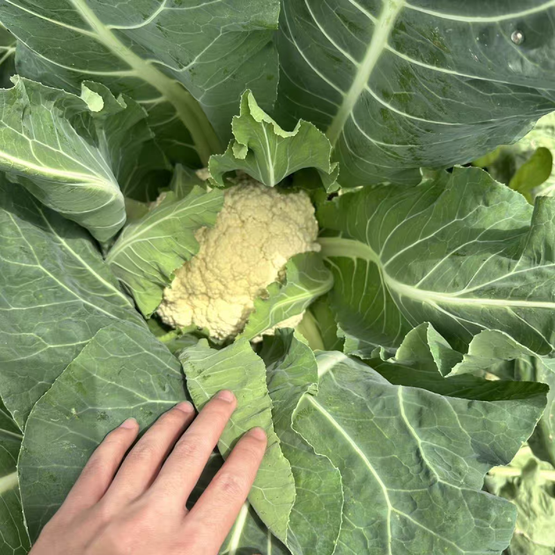 实力代卖代销花菜自营档口你供货我来卖欢迎种植老板来电洽谈