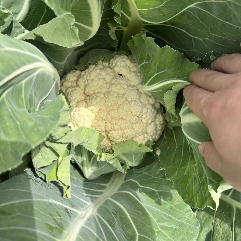实力代卖代销花菜自营档口你供货我来卖欢迎种植老板来电洽谈