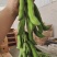 大量狗爪豆上市