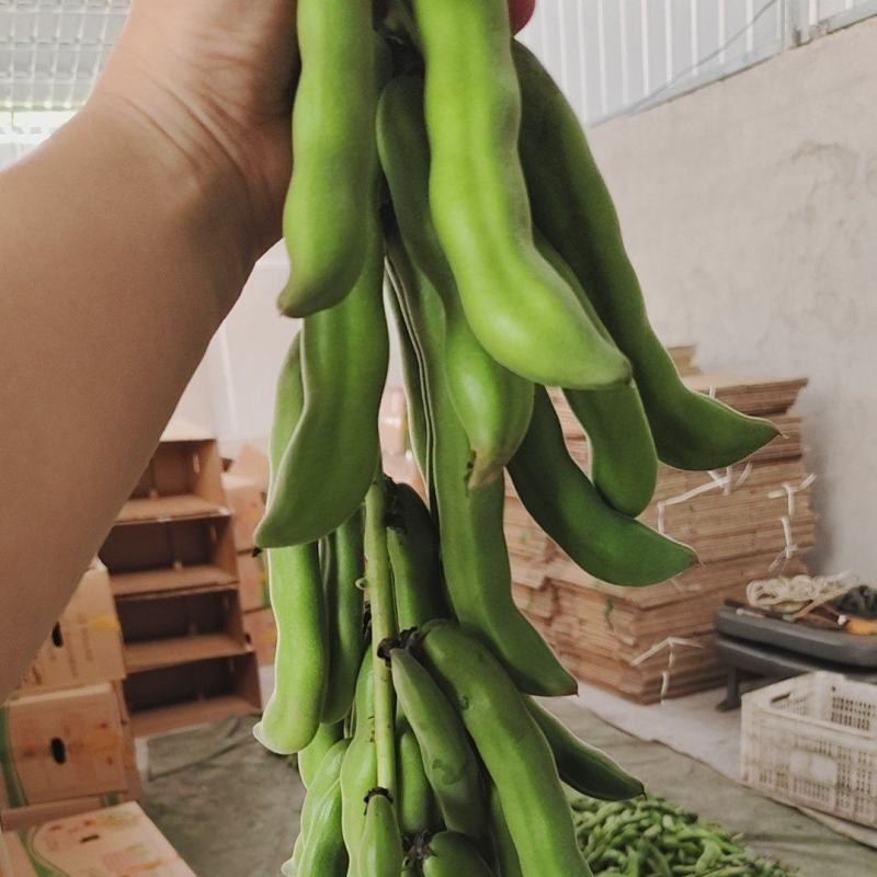大量狗爪豆上市