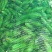 当季头茬青蚕豆豆粒肥大粉糯食堂商超优选