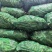 当季头茬青蚕豆豆粒肥大粉糯食堂商超优选