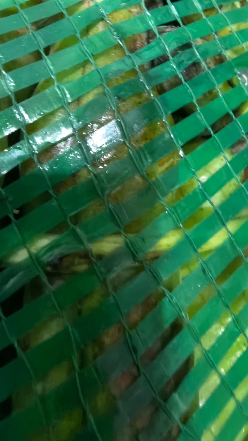 当季头茬青蚕豆豆粒肥大粉糯食堂商超优选