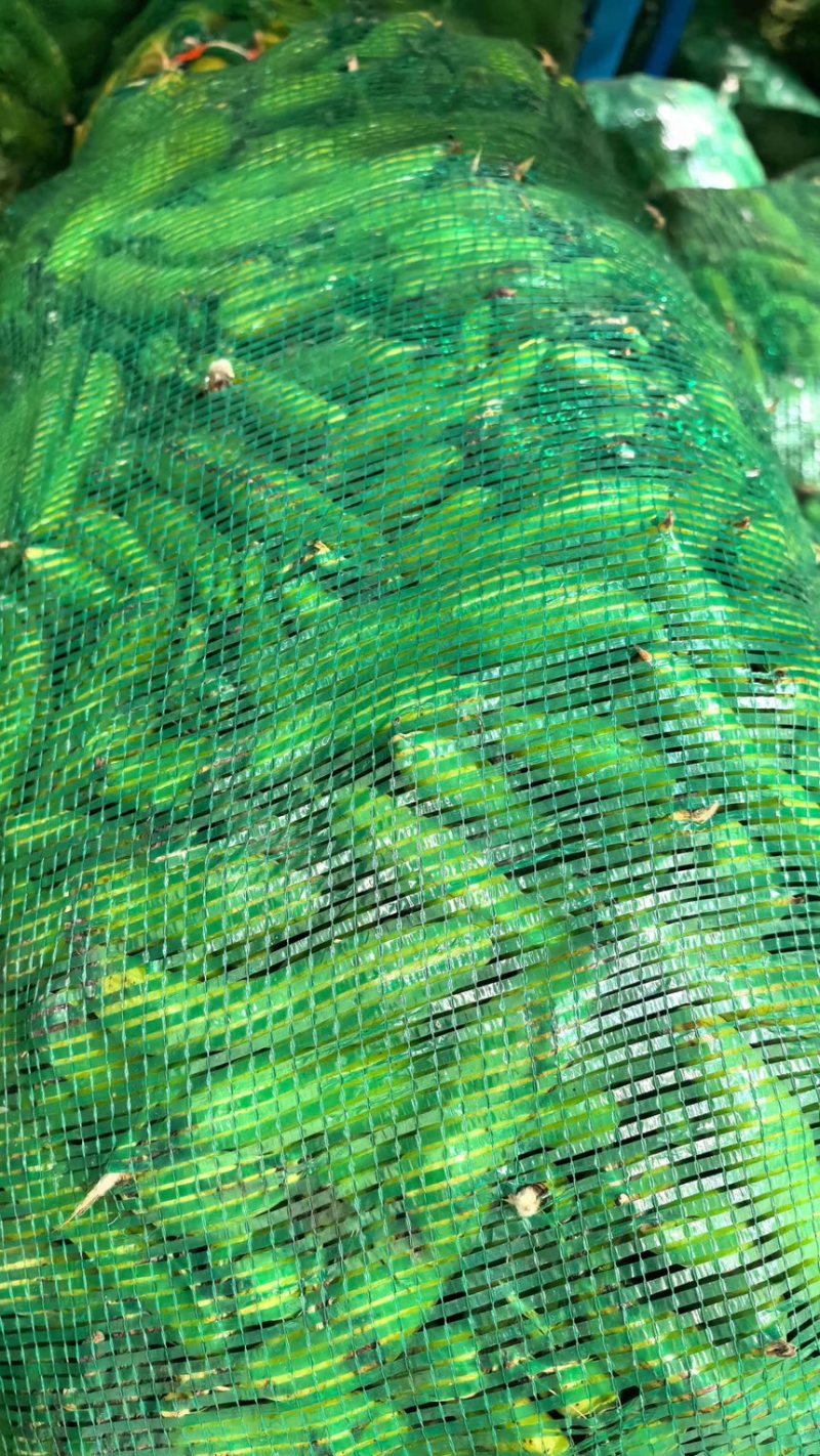 当季头茬青蚕豆豆粒肥大粉糯食堂商超优选