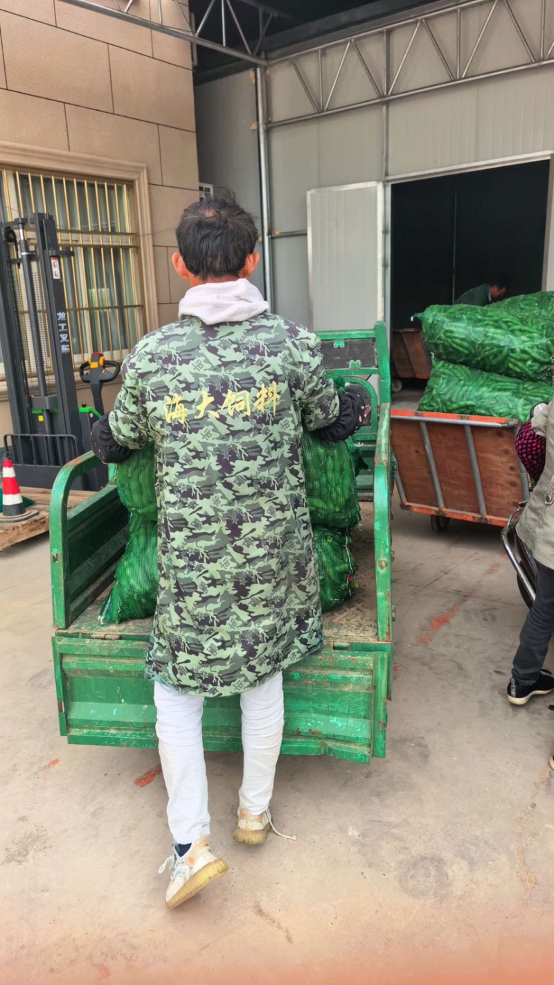 当季头茬青蚕豆豆粒肥大粉糯食堂商超优选