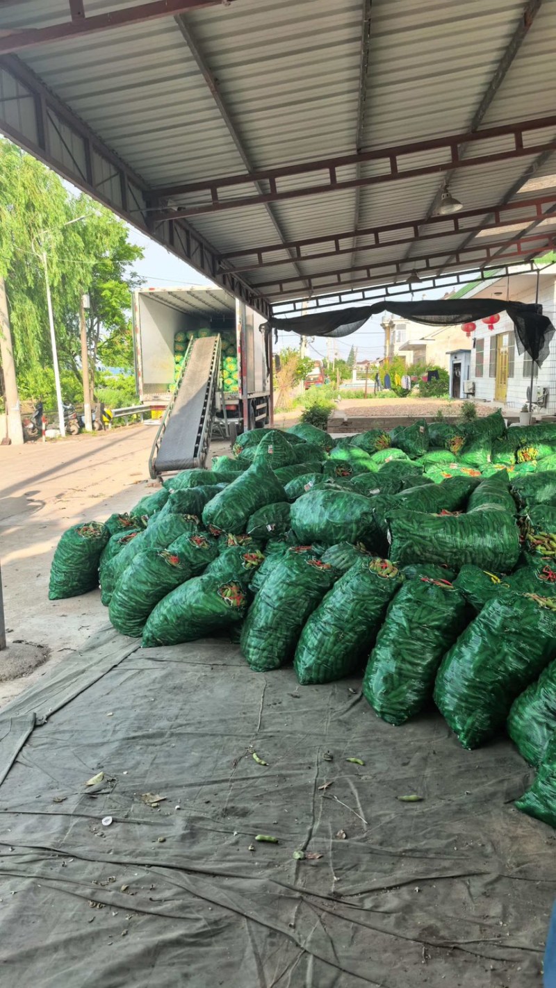 当季头茬青蚕豆豆粒肥大粉糯食堂商超优选