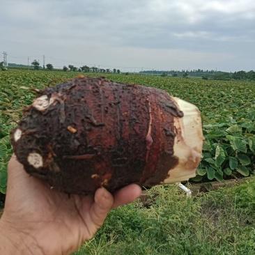 湛江雷州粉糯大香芋高粉出泥率高大批量稳定供货
