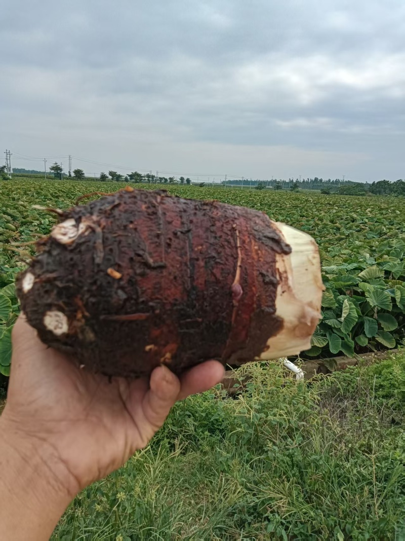湛江雷州粉糯大香芋高粉出泥率高大批量稳定供货