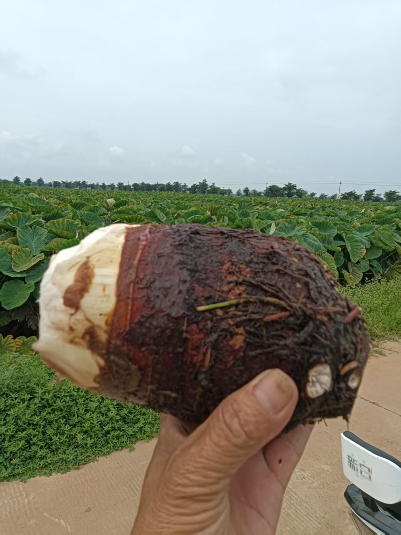 湛江雷州粉糯大香芋高粉出泥率高大批量稳定供货