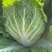 宁夏黄心大白菜