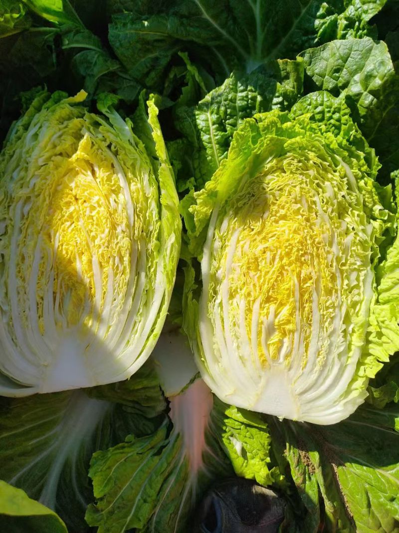 宁夏黄心大白菜