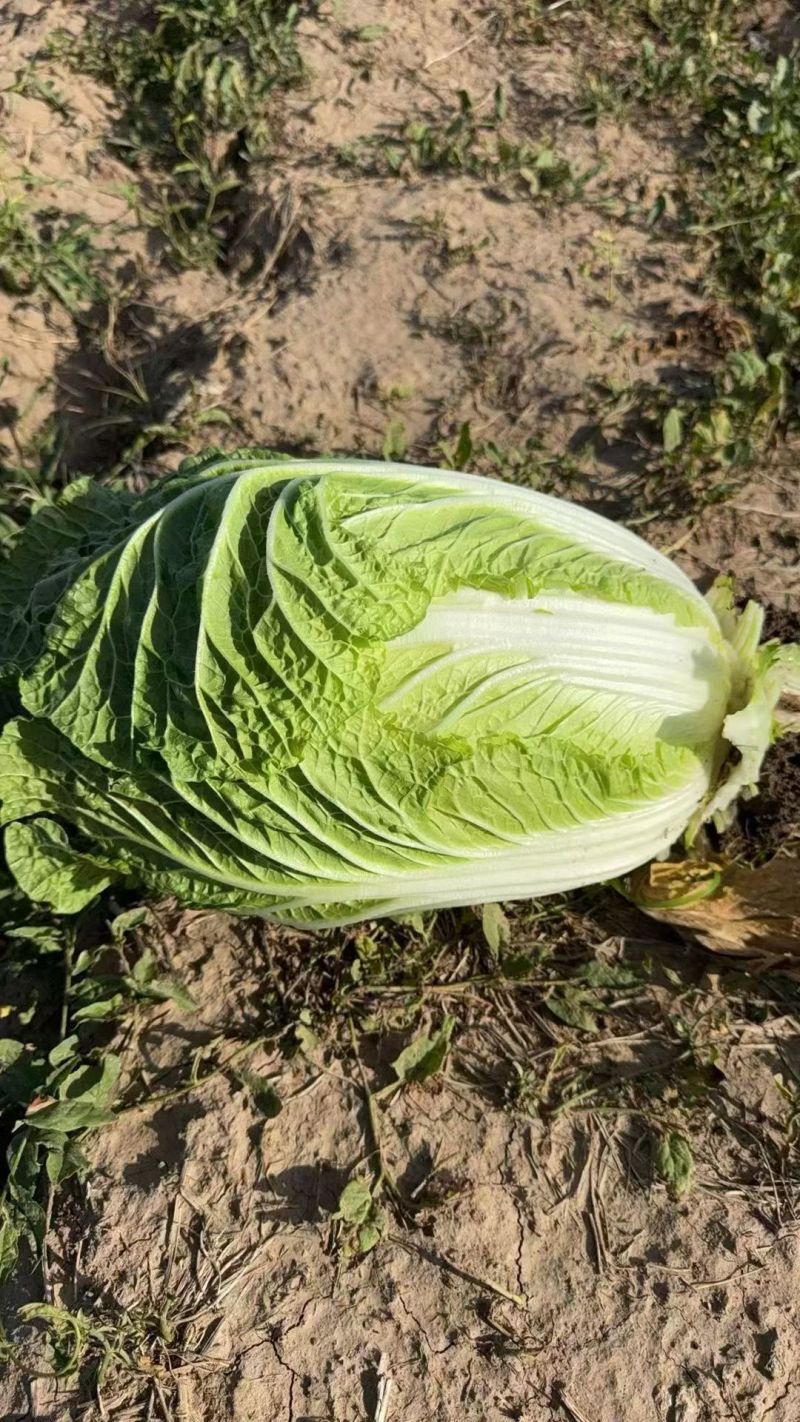 宁夏黄心大白菜