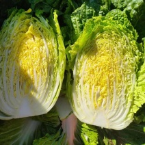 宁夏黄心大白菜