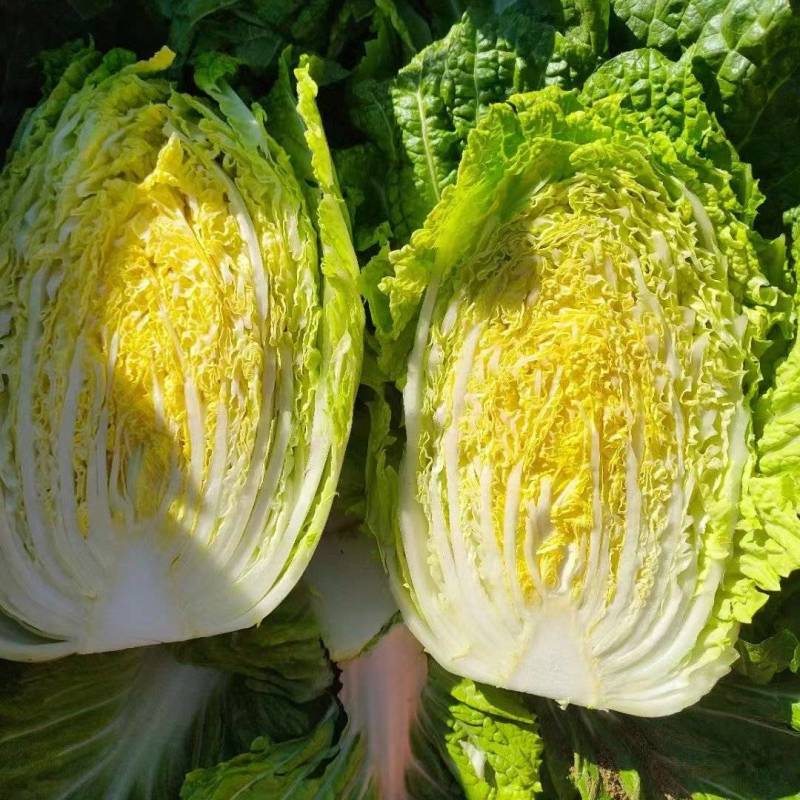 宁夏黄心大白菜