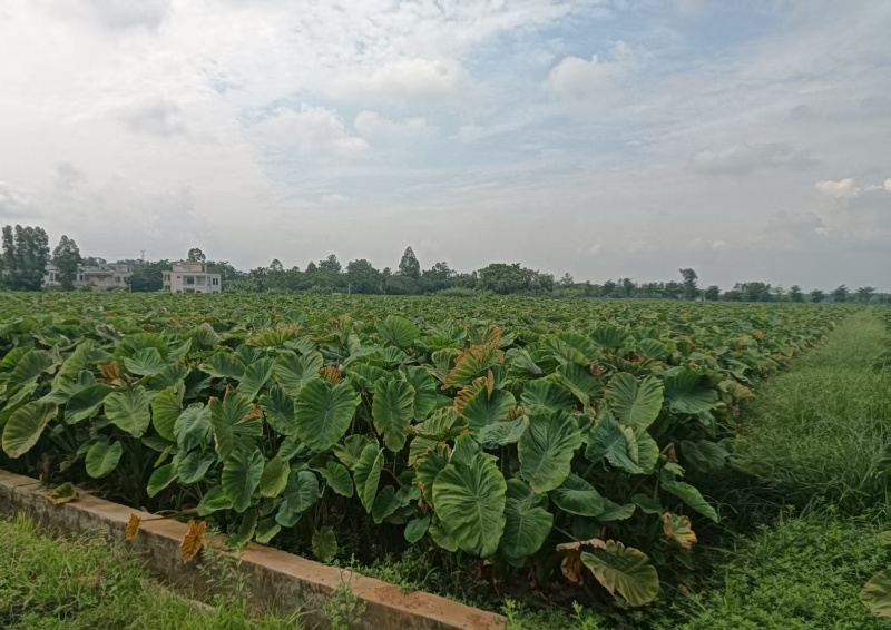湛江雷州粉糯大香芋高粉出泥率高大批量稳定供货