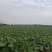 湛江雷州粉糯大香芋高粉出泥率高大批量稳定供货