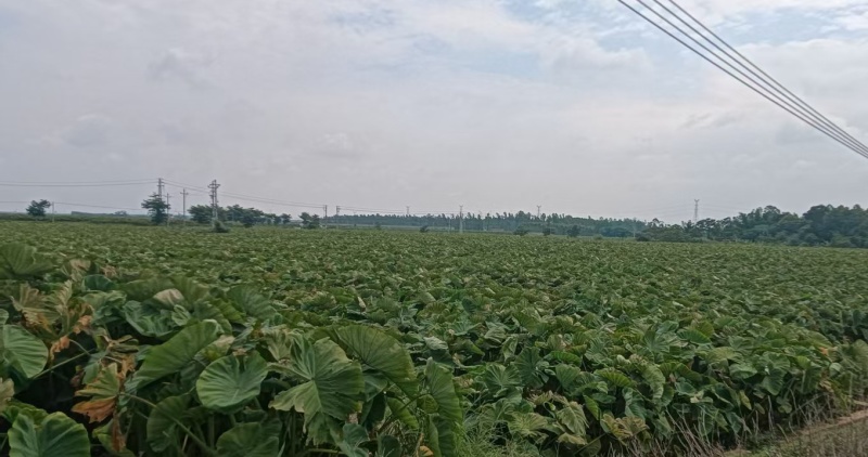 湛江雷州粉糯大香芋高粉出泥率高大批量稳定供货