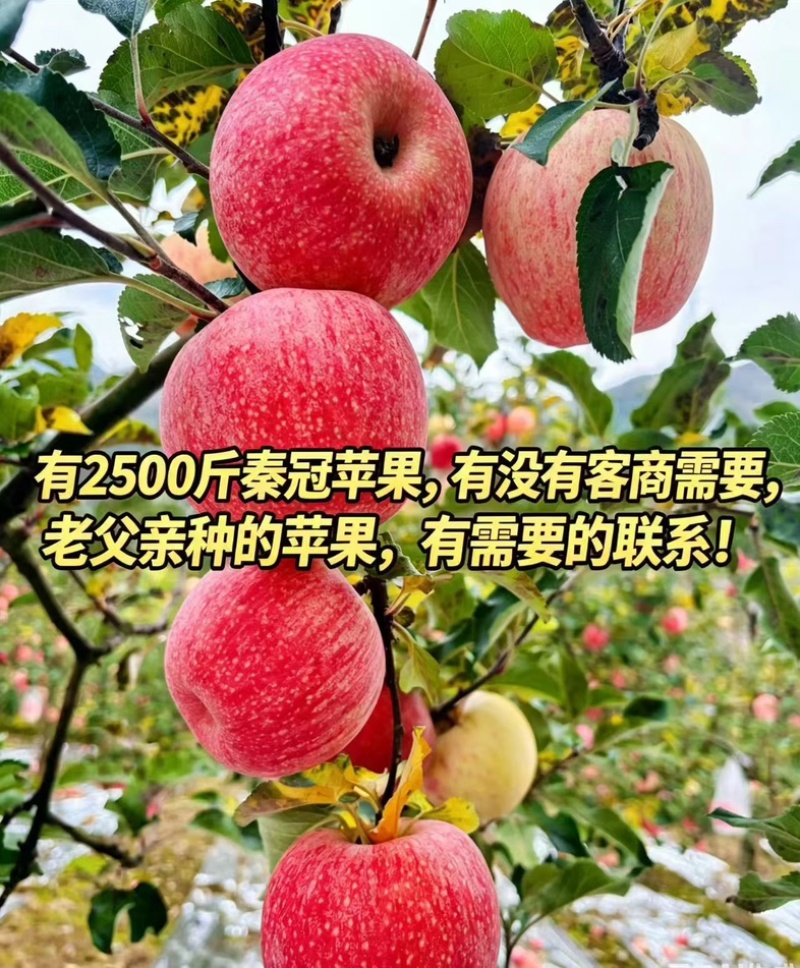 秦冠苹果