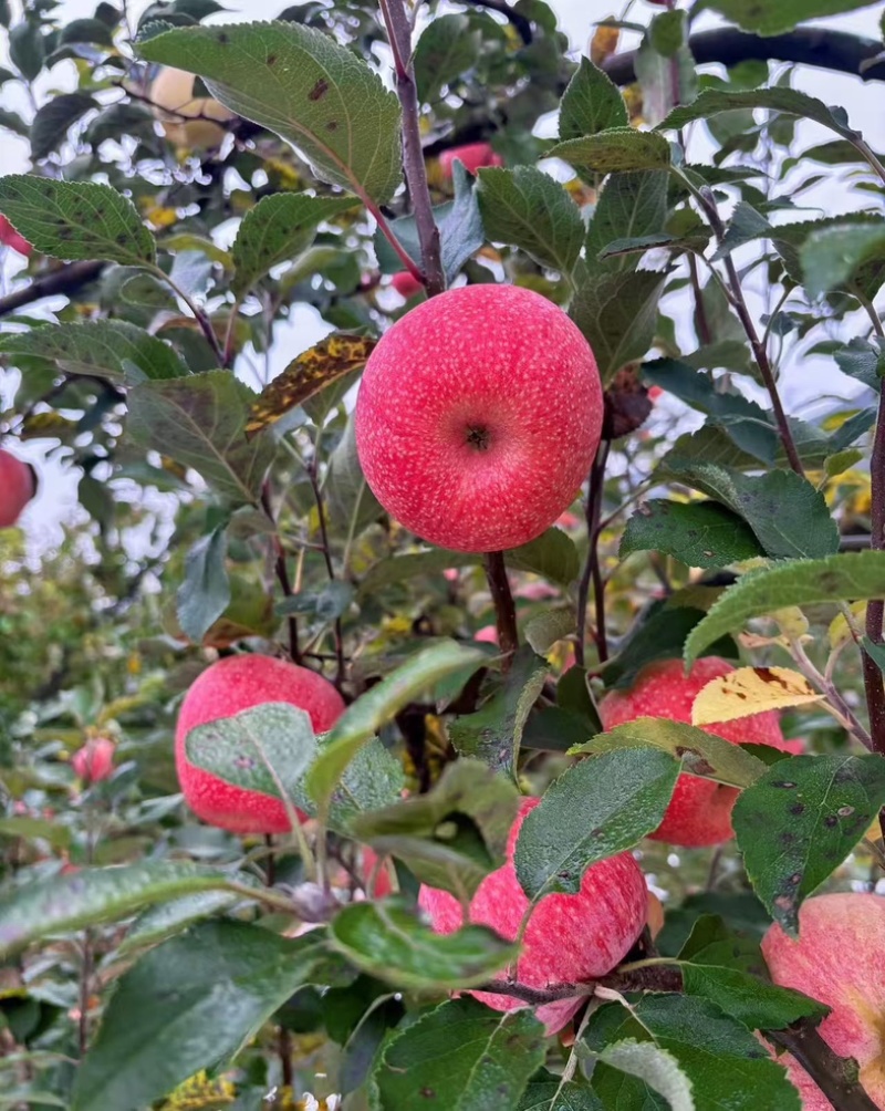 秦冠苹果