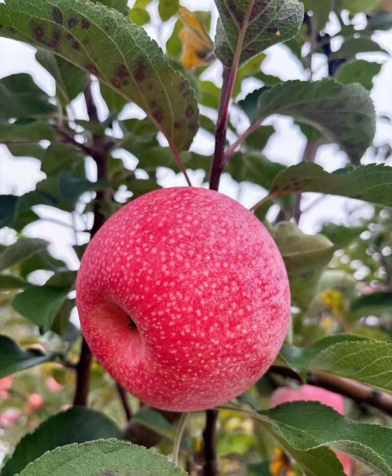 苹果75+秦冠