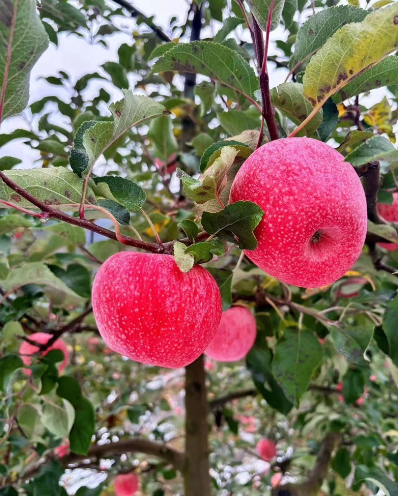 苹果75+秦冠