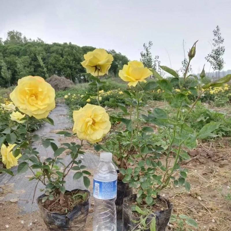 16杯月季，基地直发！全国发货，诚信经营合作共赢量大从优
